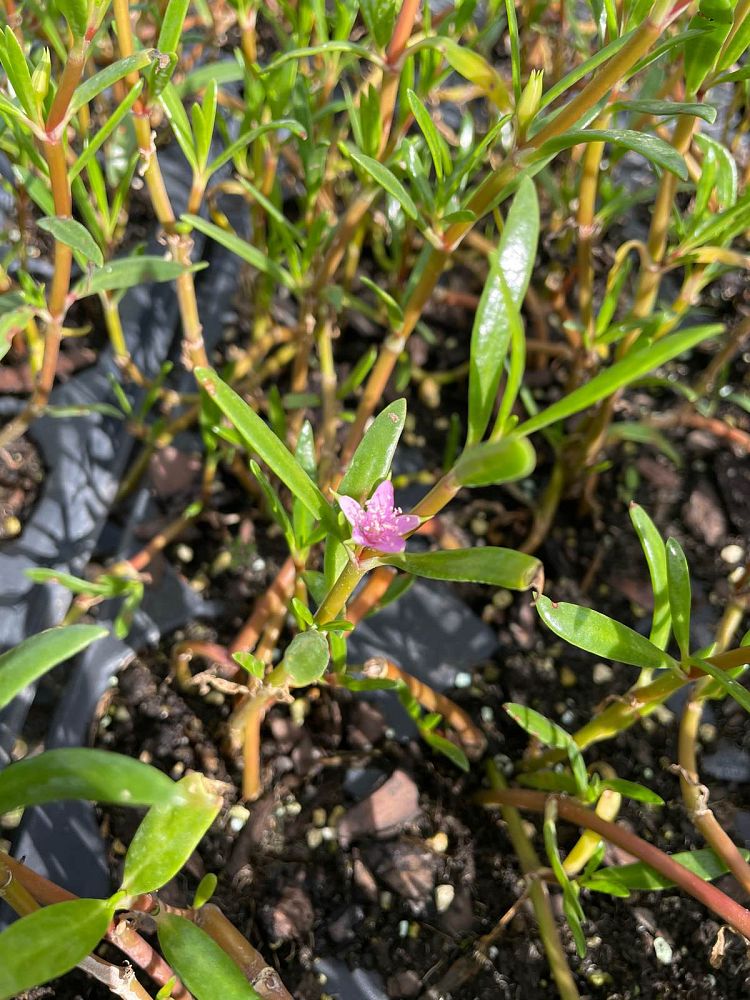 sesuvium-portulacastrum-sea-purslane