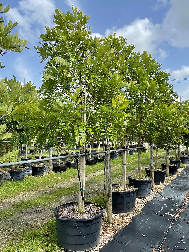 simarouba-glauca-paradise-tree