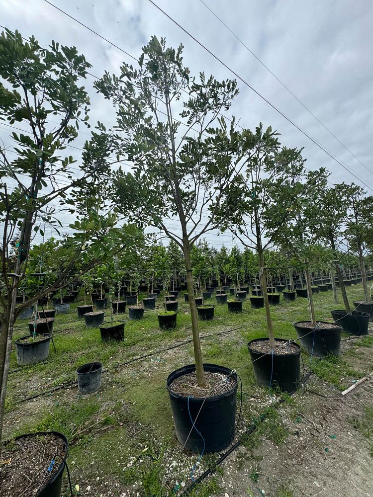 simarouba-glauca-paradise-tree