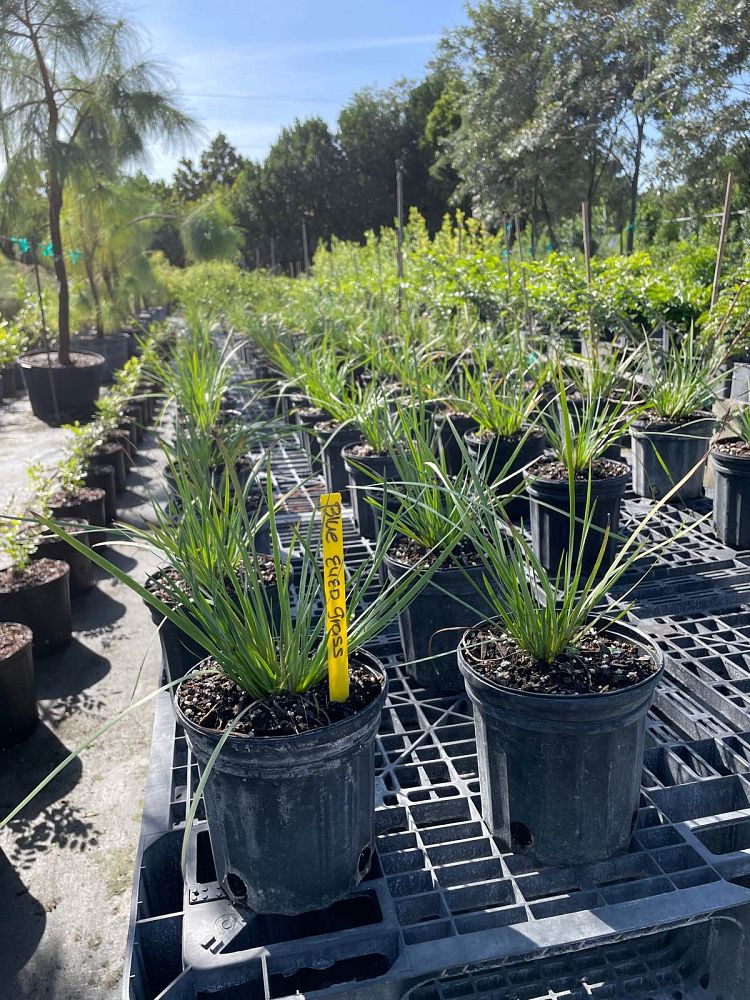 sisyrinchium-angustifolium-blue-note-blue-eyed-grass