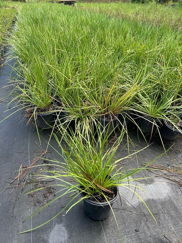 sisyrinchium-blue-eyed-grass