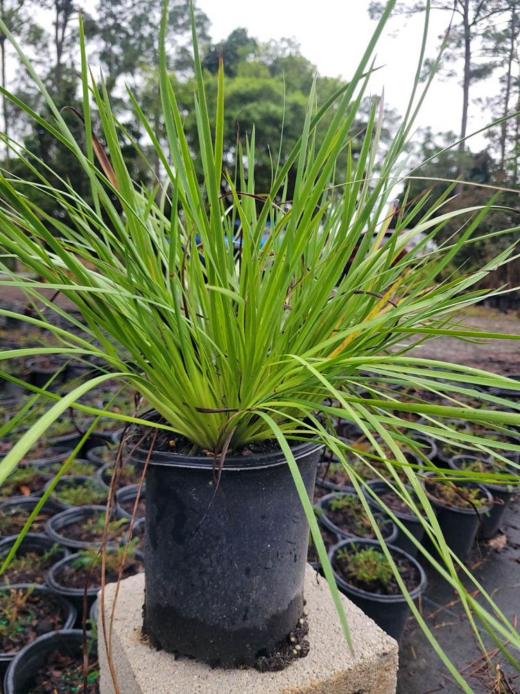 sisyrinchium-blue-eyed-grass