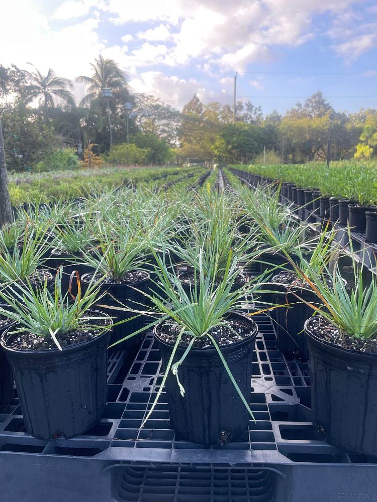 sisyrinchium-rosulatum-annual-blue-eyed-grass