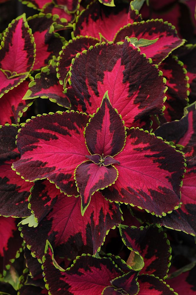 solenostemon-scutellarioides-chocolate-covered-cherry-flame-nettle-painted-nettle-coleus