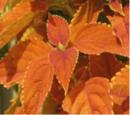 solenostemon-scutellarioides-rustic-orange-flame-nettle-painted-nettle-coleus