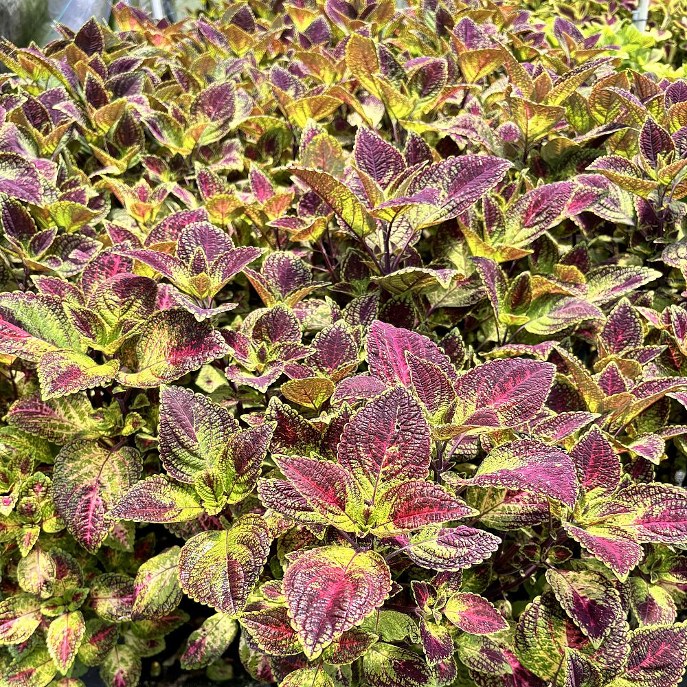 solenostemon-scutellarioides-solar-sunrise-flame-nettle-painted-nettle-coleus