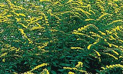 solidago-rugosa-fireworks