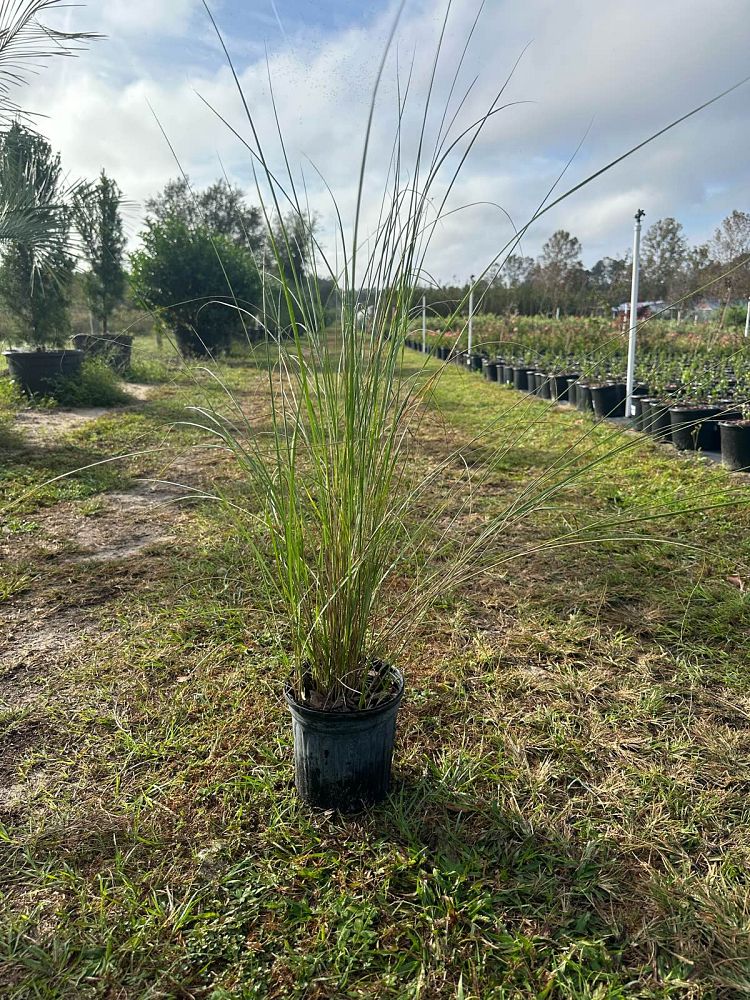 spartina-bakeri-sand-cordgrass