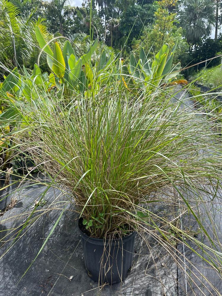 spartina-bakeri-sand-cordgrass