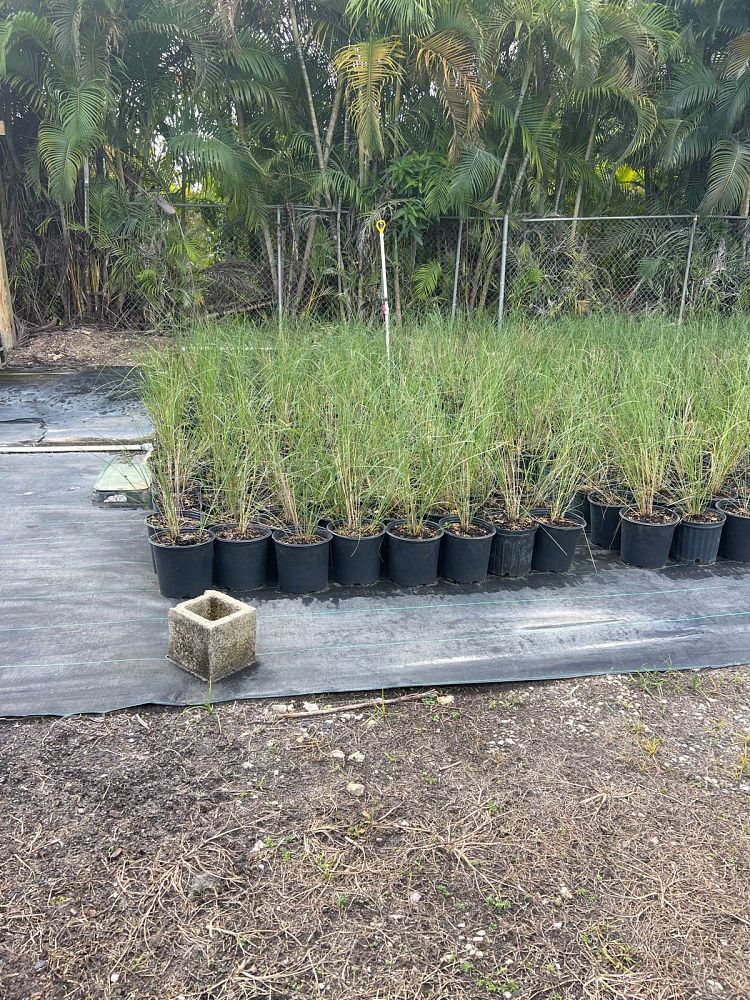 spartina-bakeri-sand-cordgrass