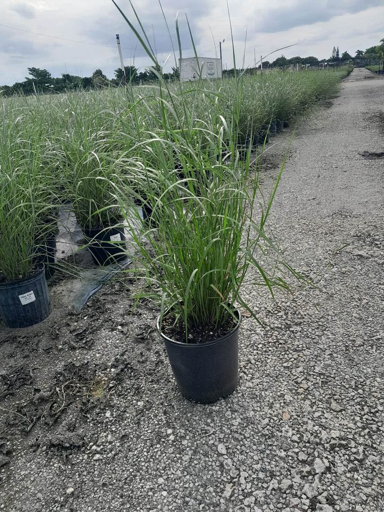 spartina-bakeri-sand-cordgrass