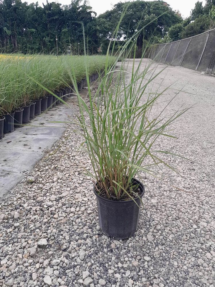 spartina-bakeri-sand-cordgrass