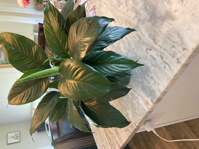 spathiphyllum-7th-heaven-peace-lily