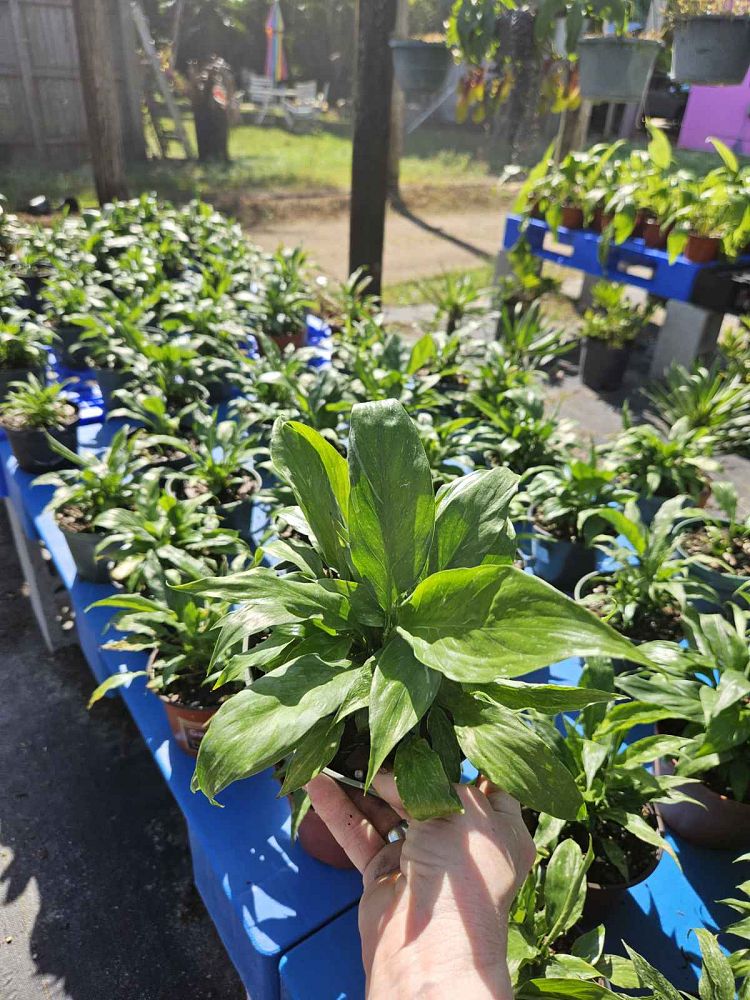 spathiphyllum-domino-peace-lily