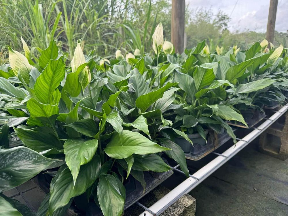spathiphyllum-peace-lily