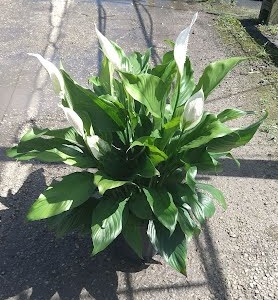 spathiphyllum-peace-lily