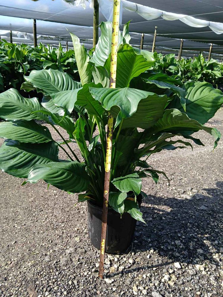 spathiphyllum-peace-lily