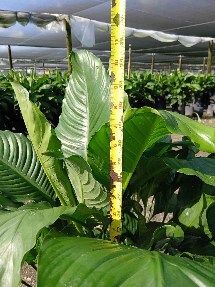 spathiphyllum-peace-lily