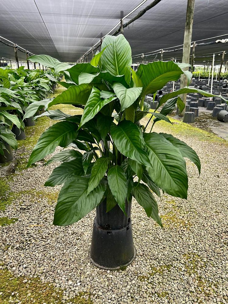 spathiphyllum-peace-lily