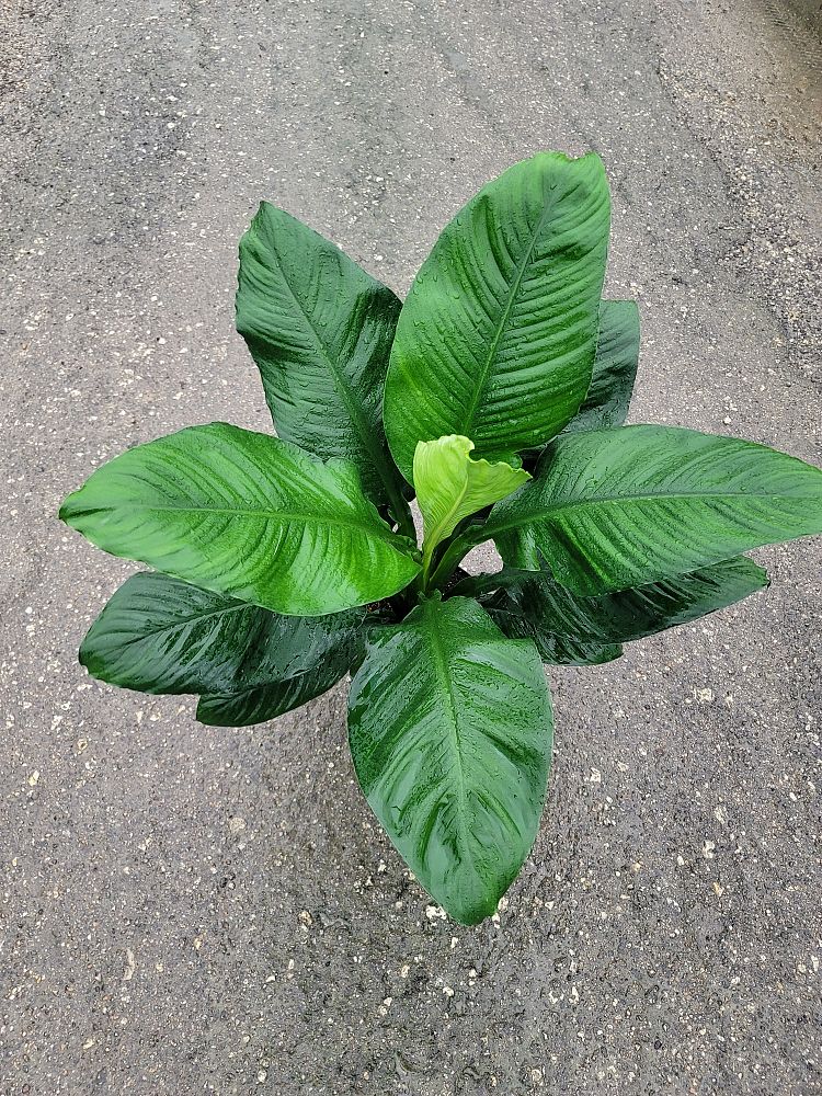 spathiphyllum-sensation-peace-lily