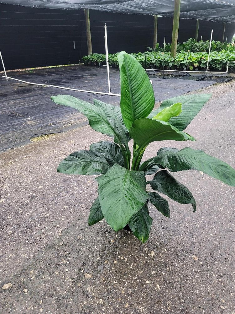 spathiphyllum-sensation-peace-lily