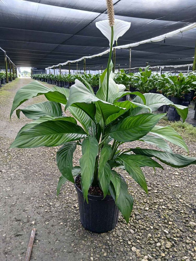 spathiphyllum-sweet-pablo-peace-lily