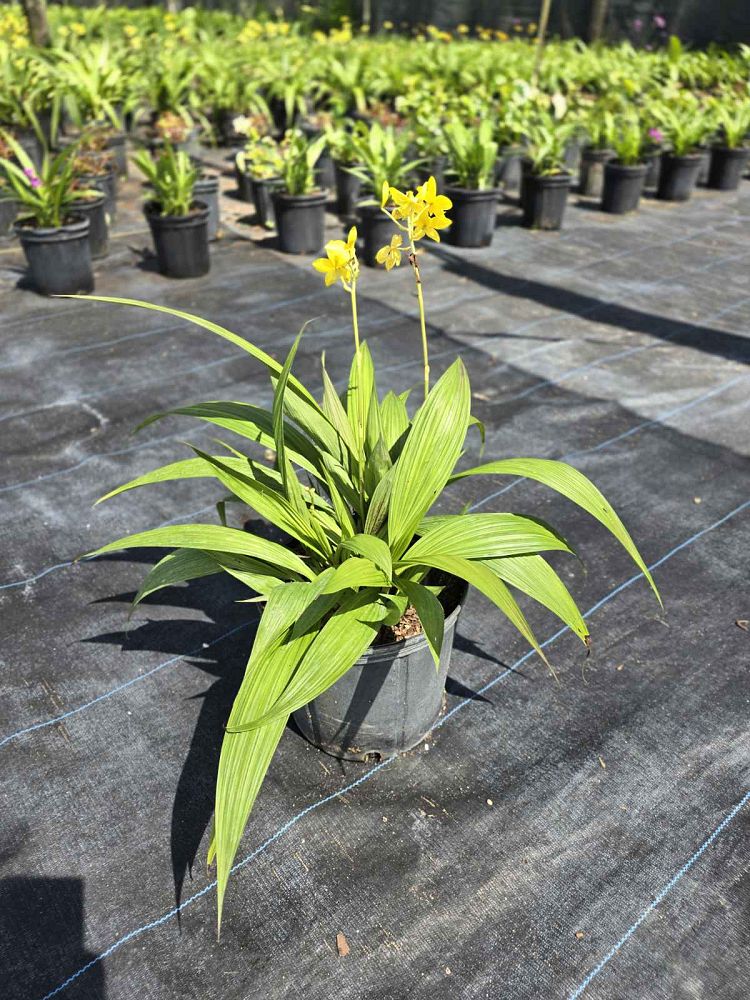 spathoglottis-gracilis-ground-orchid-yellow
