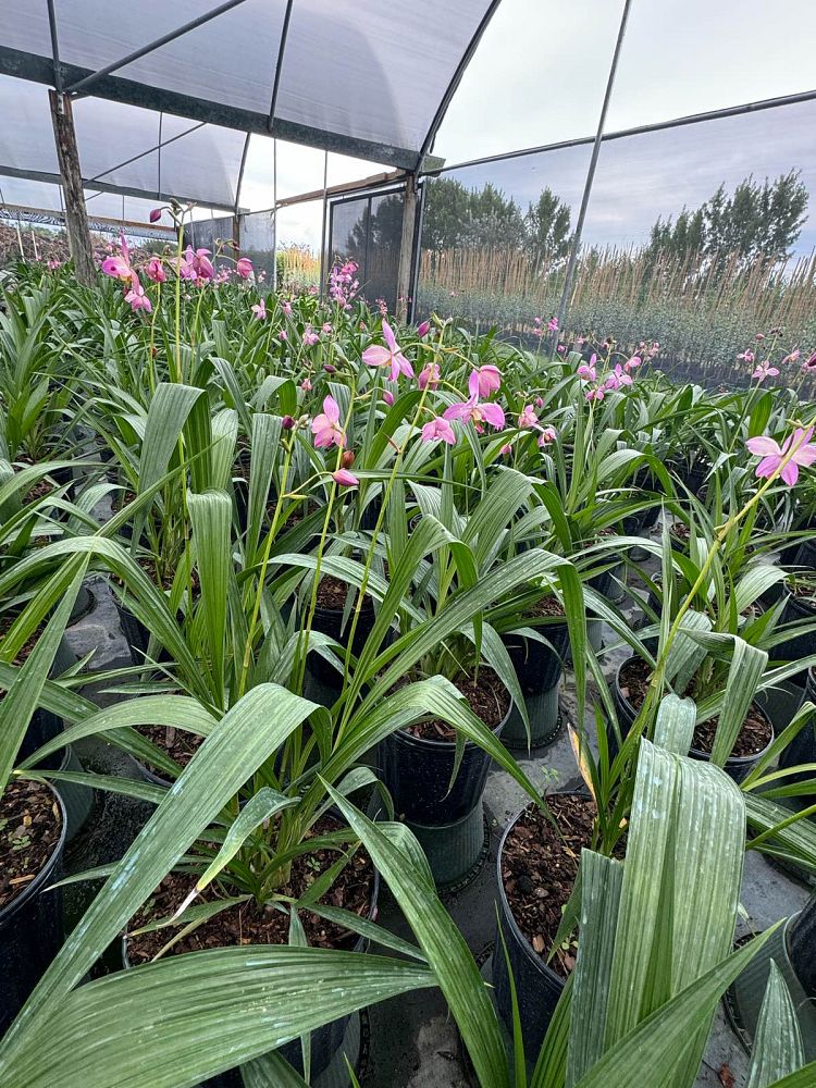 spathoglottis-ground-orchid