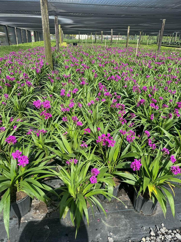 spathoglottis-ground-orchid