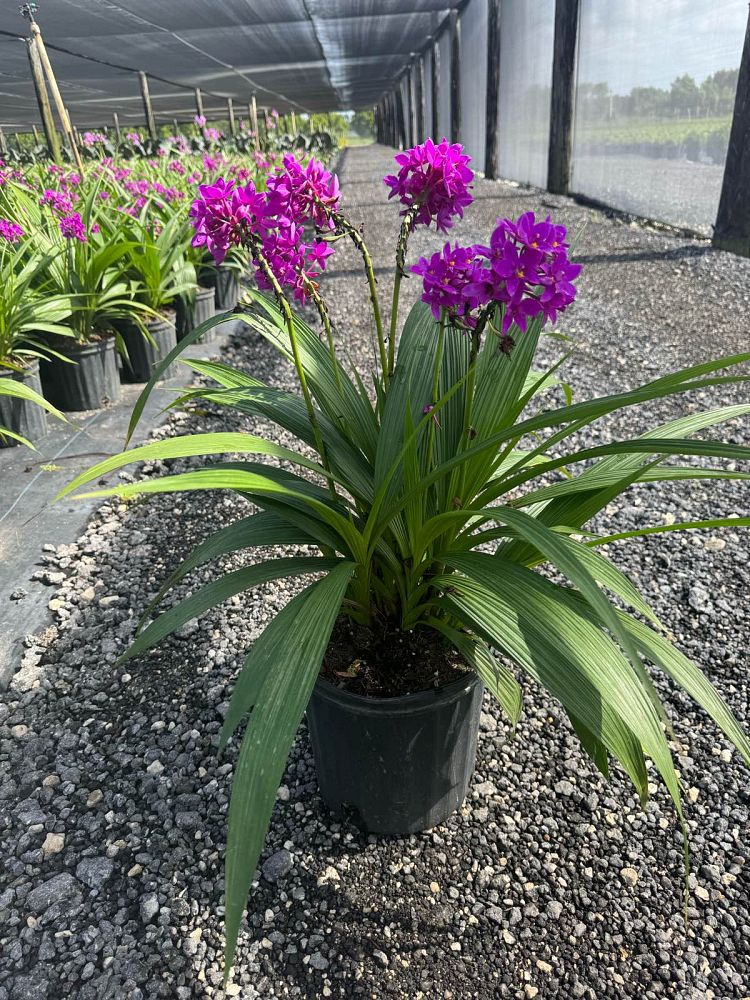 spathoglottis-ground-orchid