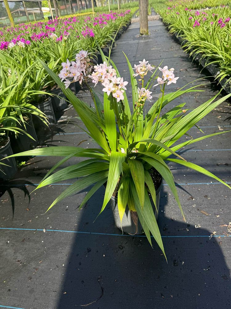 spathoglottis-ground-orchid