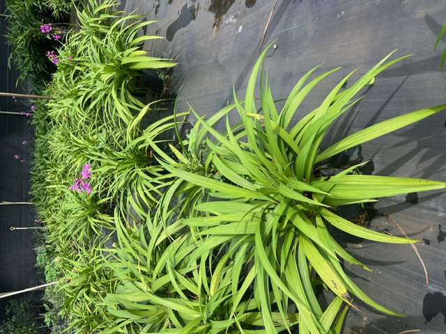 spathoglottis-ground-orchid