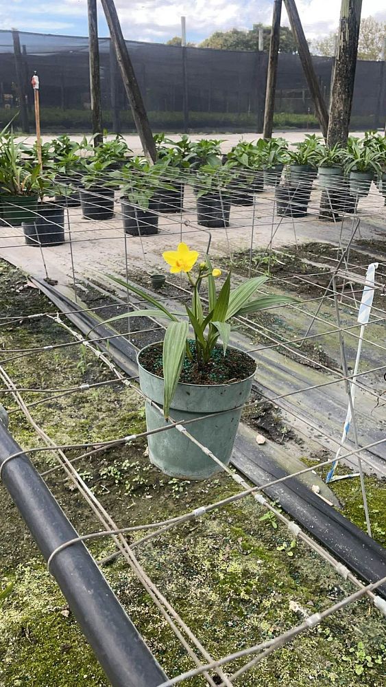 spathoglottis-lemon-kiss-ground-orchid