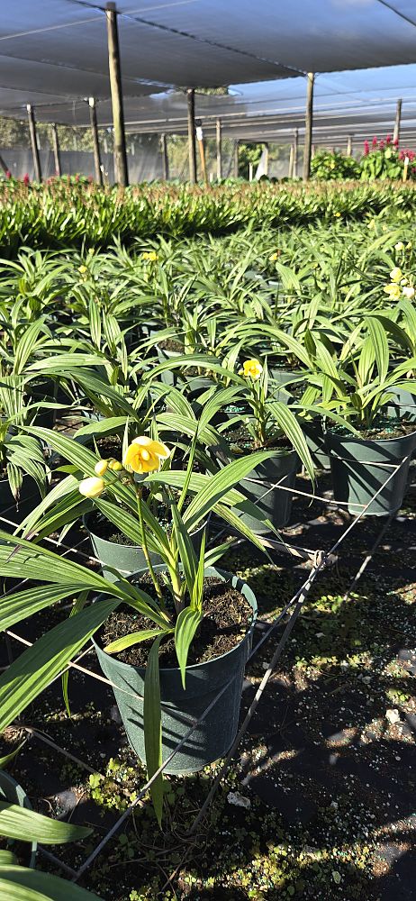 spathoglottis-lemon-kiss-ground-orchid