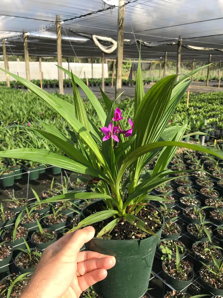 spathoglottis-plicata-purple-ground-orchid