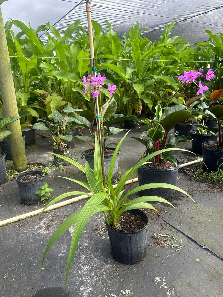 spathoglottis-plicata-purple-ground-orchid