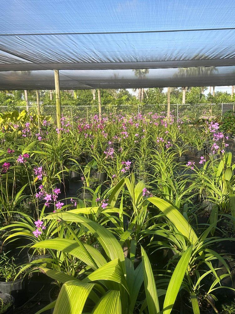 spathoglottis-plicata-purple-ground-orchid