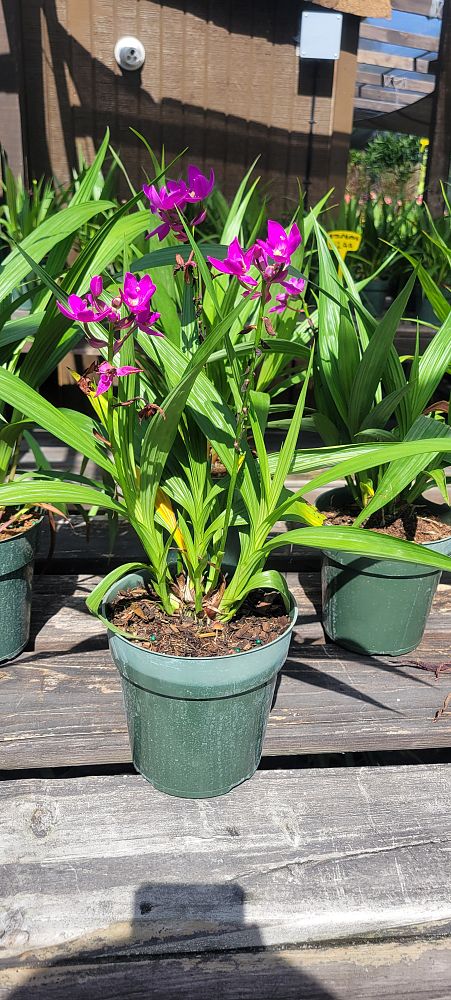 spathoglottis-plicata-purple-ground-orchid