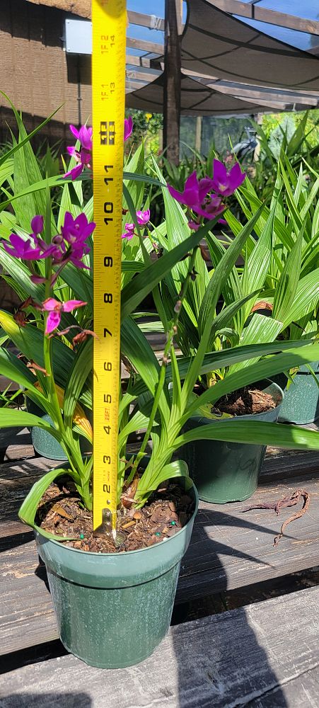 spathoglottis-plicata-purple-ground-orchid