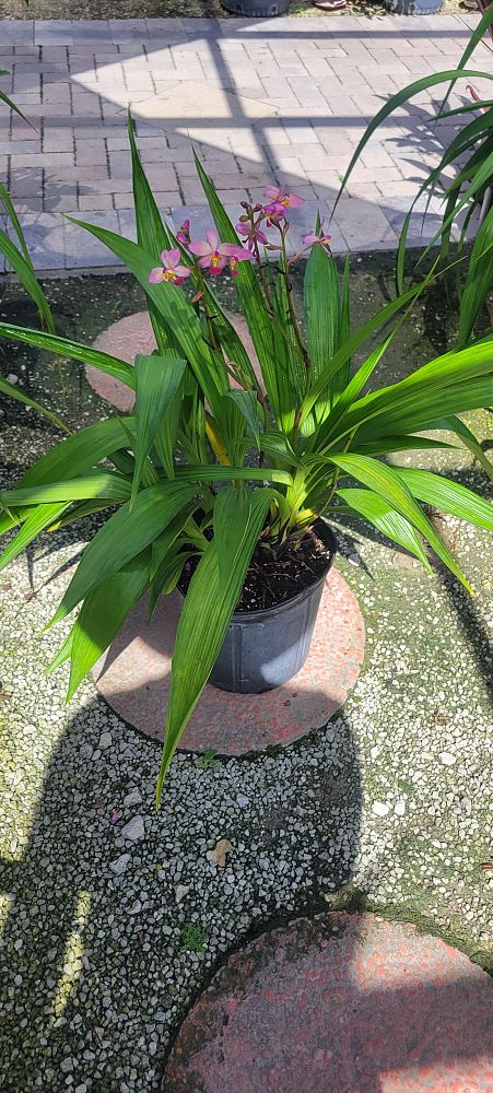 spathoglottis-plicata-purple-ground-orchid