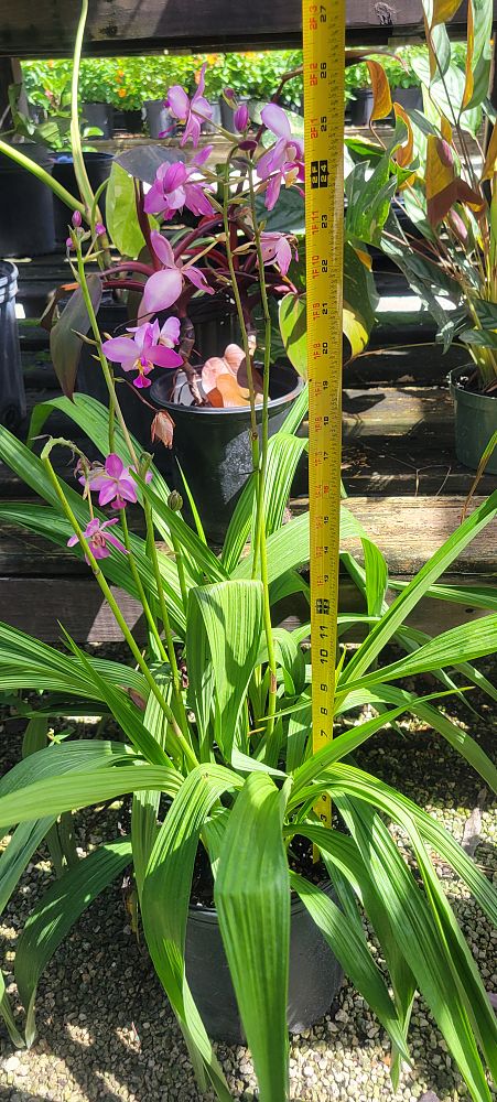 spathoglottis-plicata-purple-ground-orchid