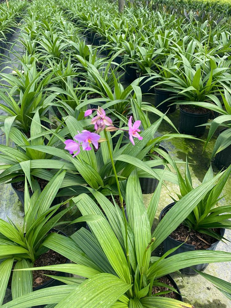 spathoglottis-plicata-purple-ground-orchid