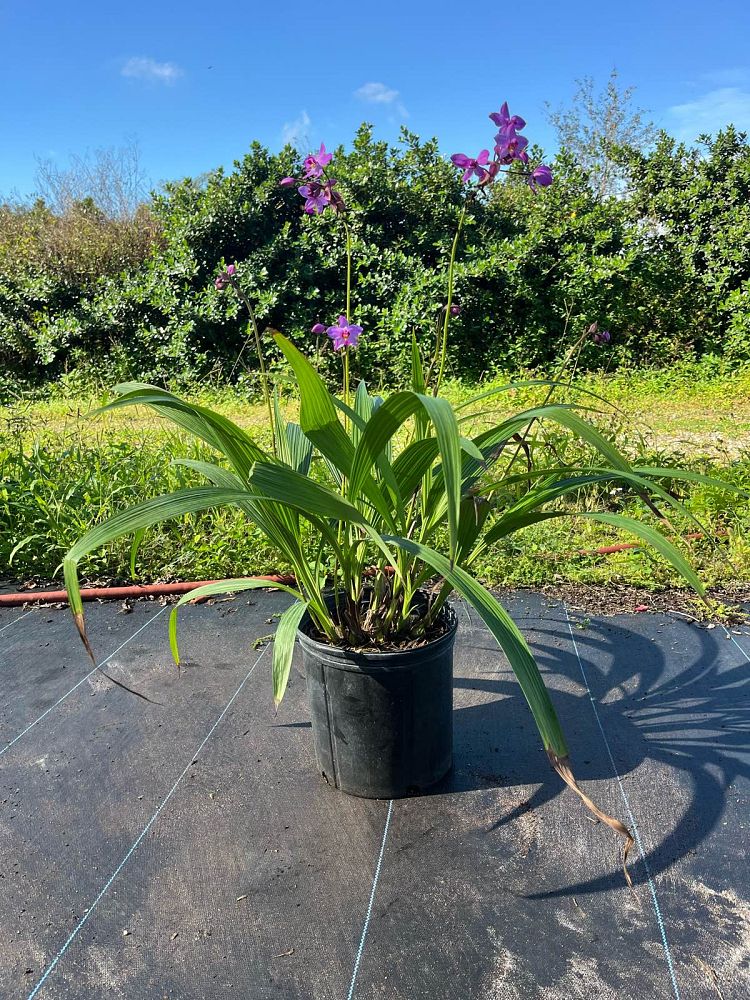 spathoglottis-plicata-purple-ground-orchid