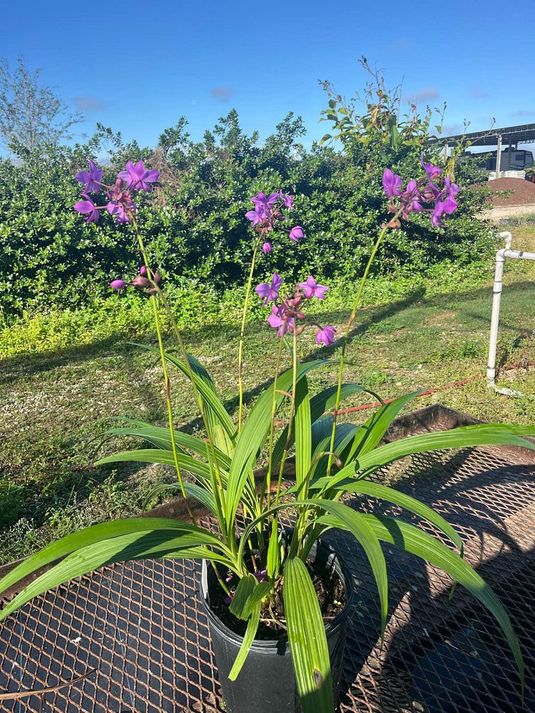 spathoglottis-plicata-purple-ground-orchid