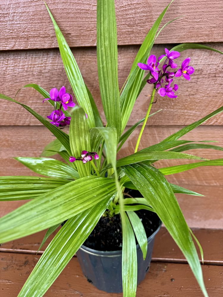 spathoglottis-purple-passion-ground-orchid