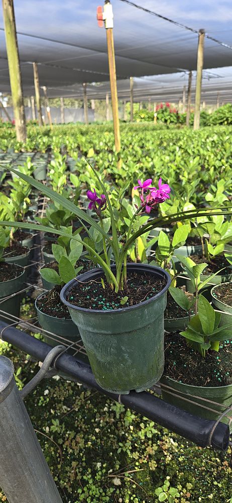 spathoglottis-sorbet-moonlit-grape-ground-orchid