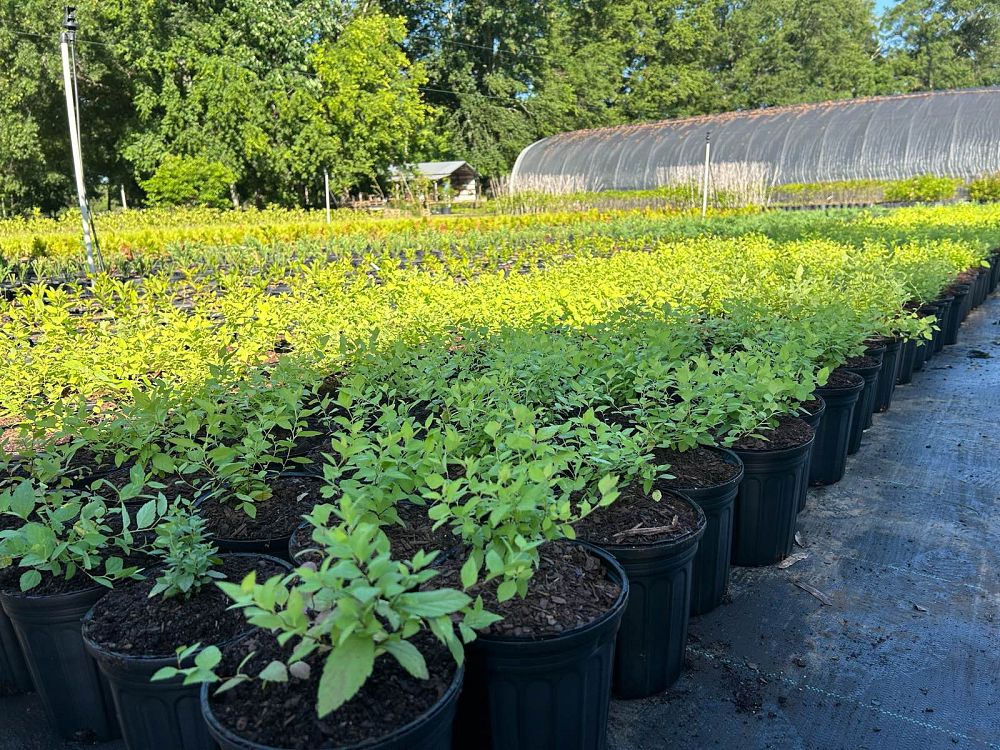 spiraea-japonica-gold-mound-japanese-spirea