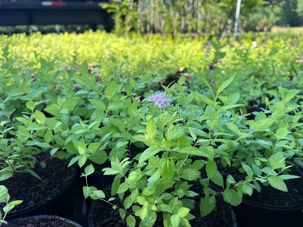 spiraea-japonica-gold-mound-japanese-spirea