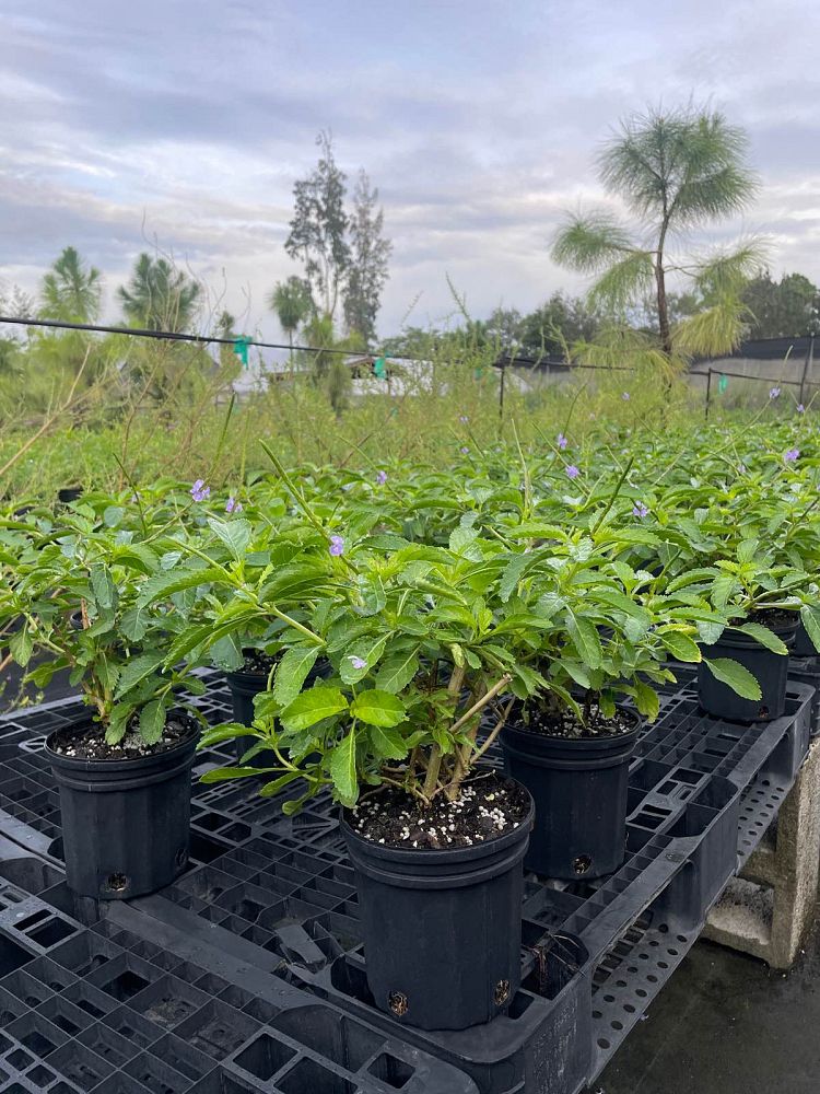 stachytarpheta-jamaicensis-florida-native-porterweed