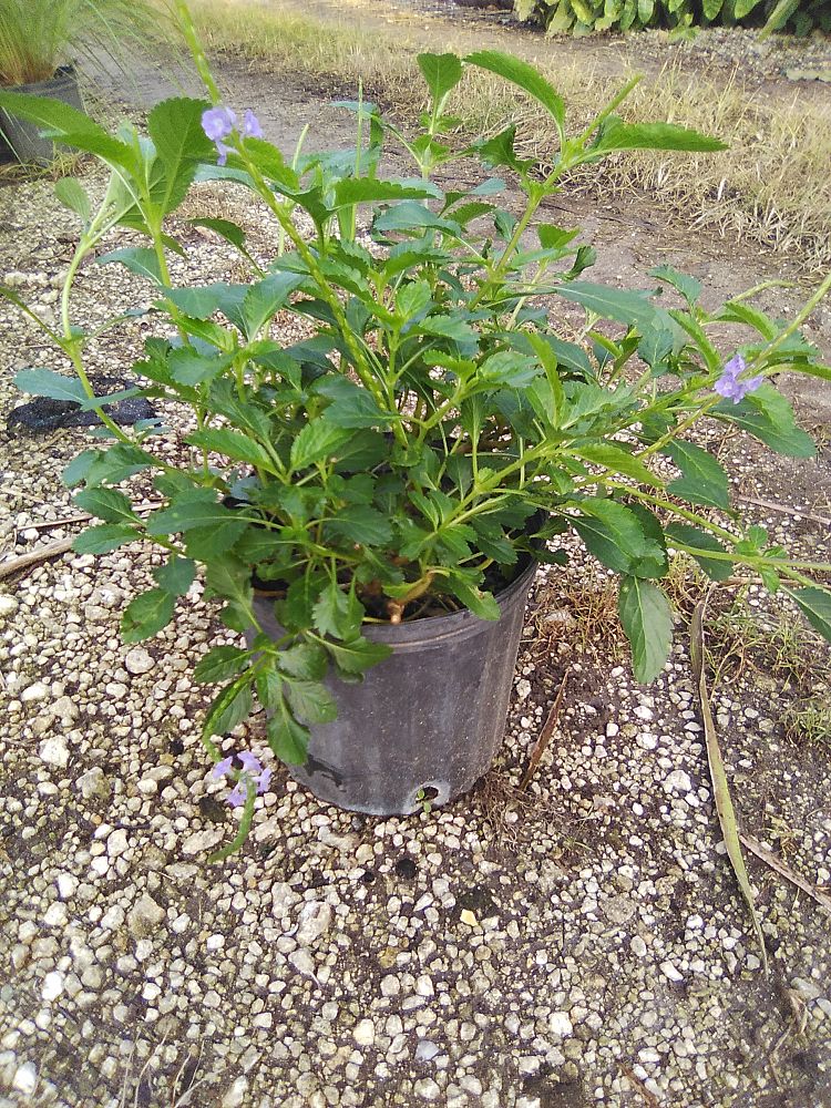 stachytarpheta-jamaicensis-florida-native-porterweed